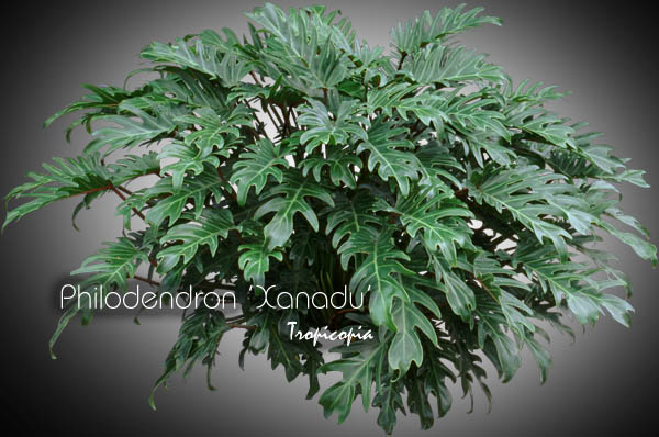 Philodendron - Philodendron 'Xanadu' - 